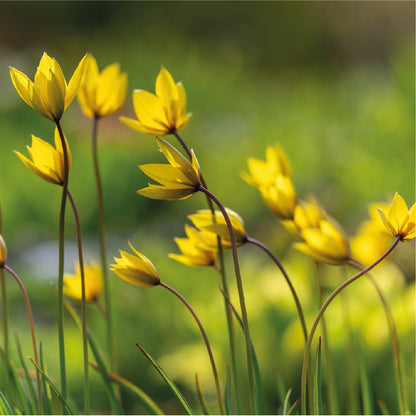 Organic Tulipa sylvestris
