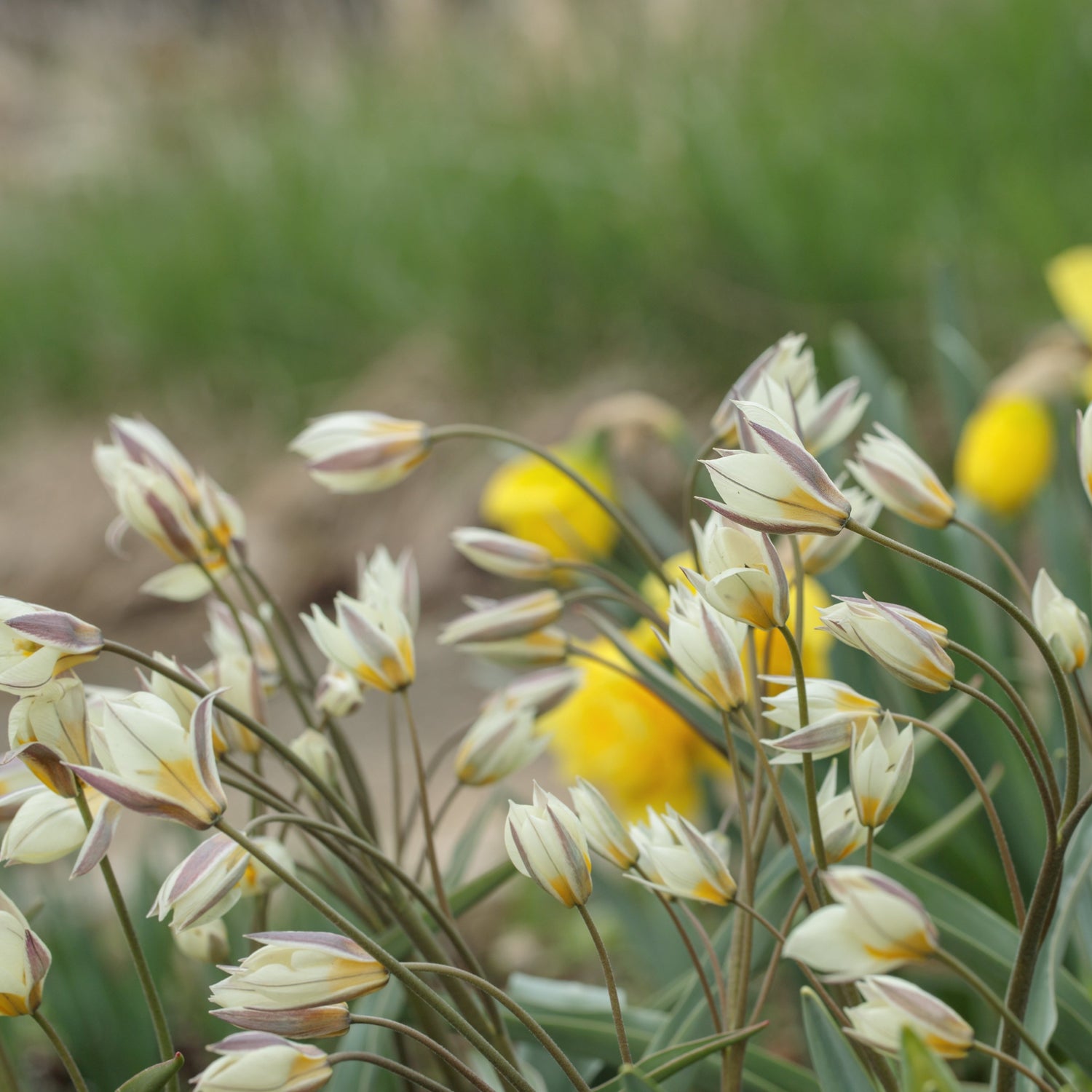 Organic Tulipa turkestanica