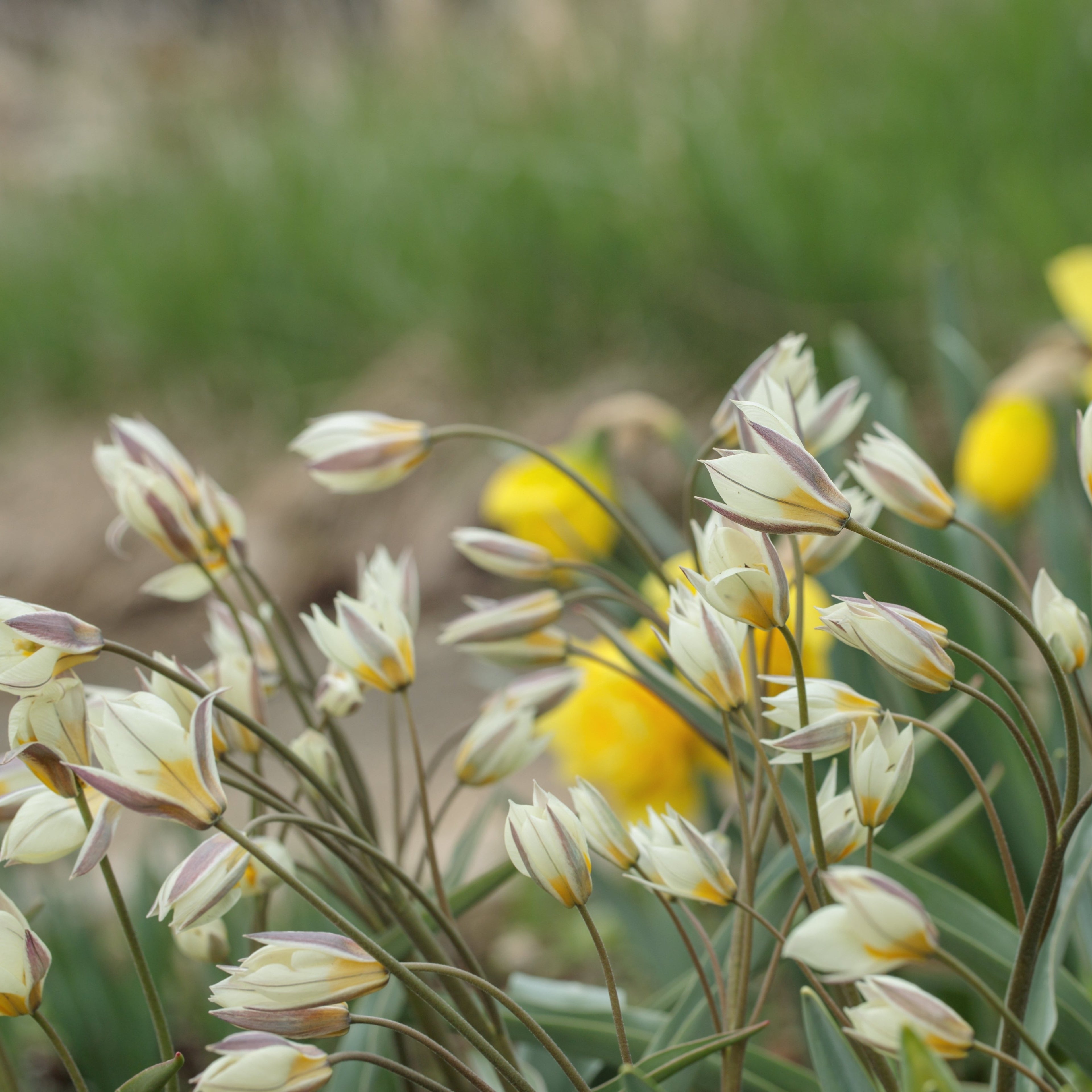 Organic Tulipa turkestanica