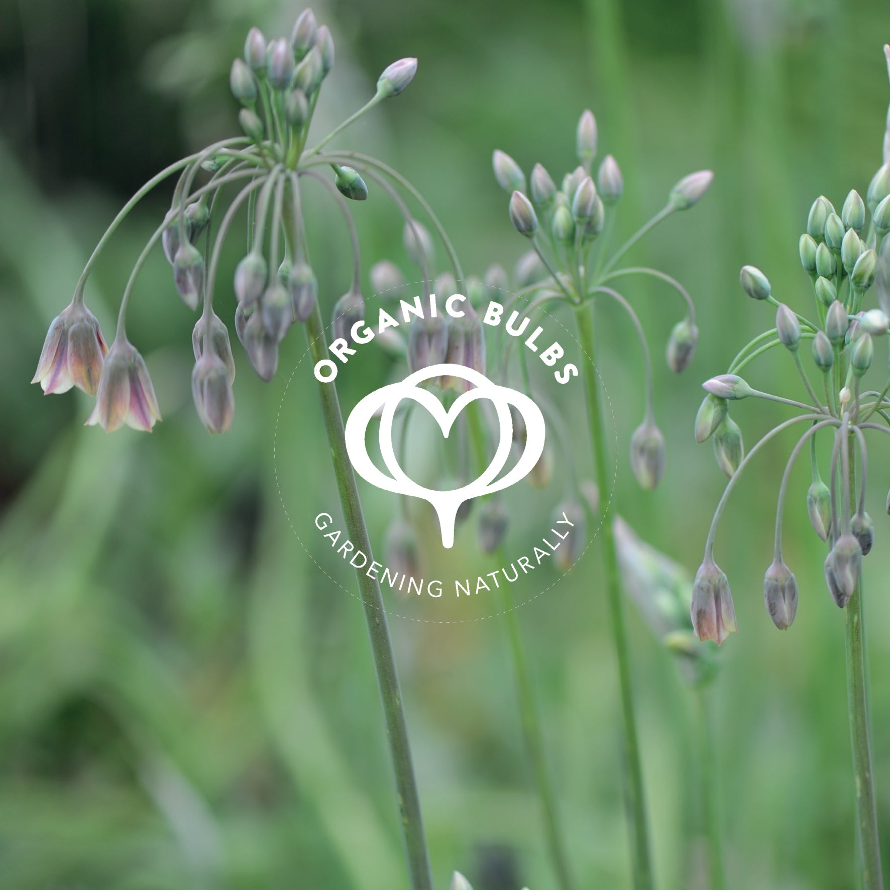 Organic Bulbs Vouchers