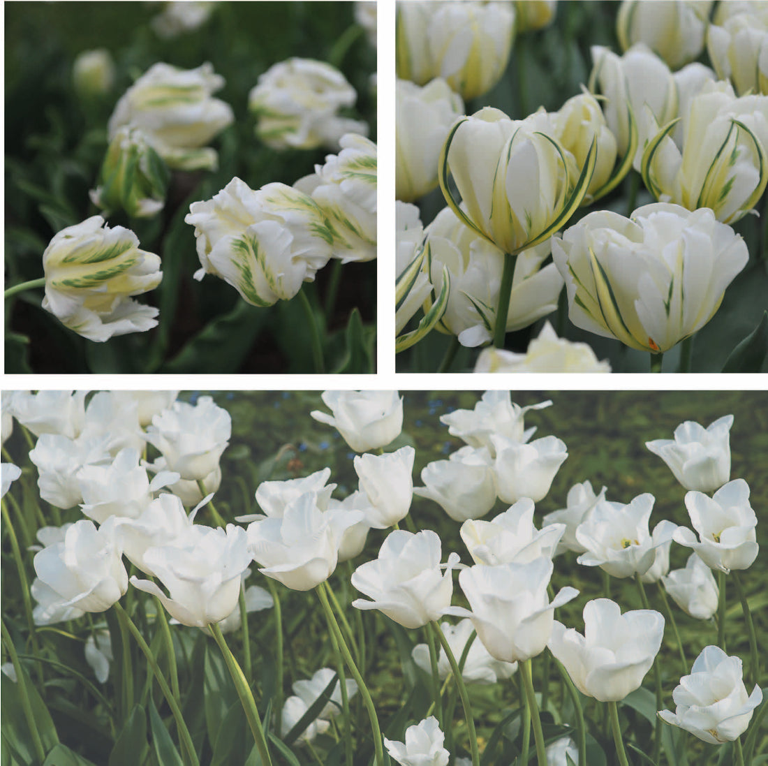 White Tulip Collection