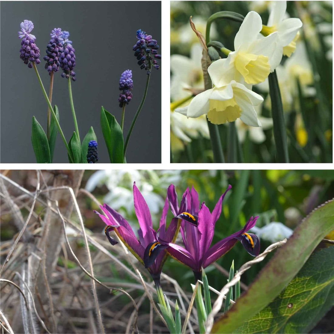 Yeo Valley Spring Collection