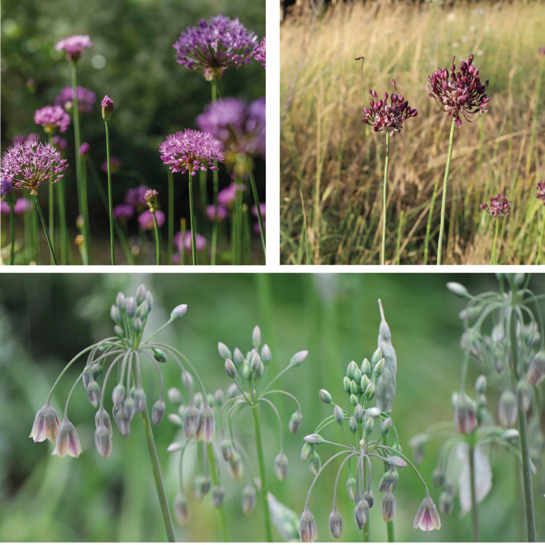 Yeo Valley Allium Collection