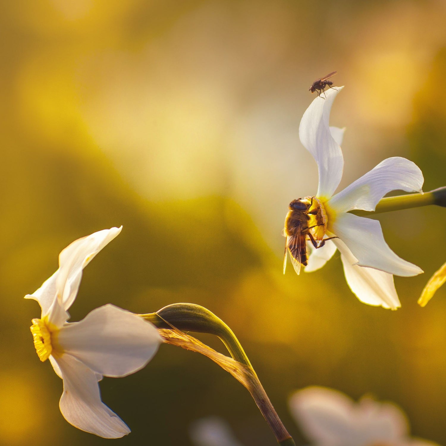 Organic Narcissus poeticus recurvus | Pheasant&