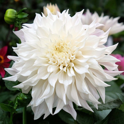 dahlia+white+perfection+sm.jpg