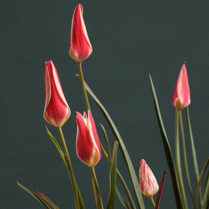 Organic Tulipa clusiana &