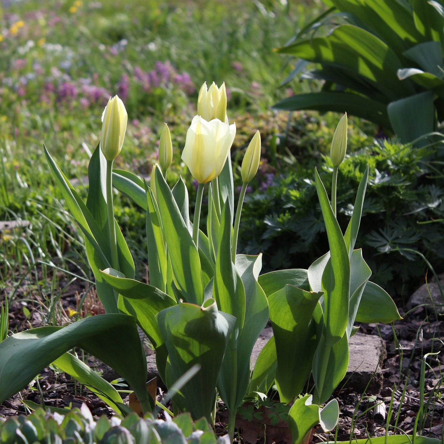 Organic Tulip &